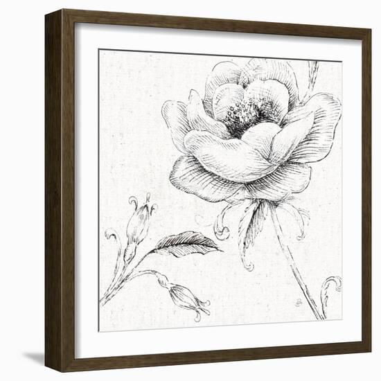 Blossom Sketches II-Daphne Brissonnet-Framed Art Print