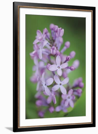 Blossom Tower-Staffan Widstrand-Framed Giclee Print