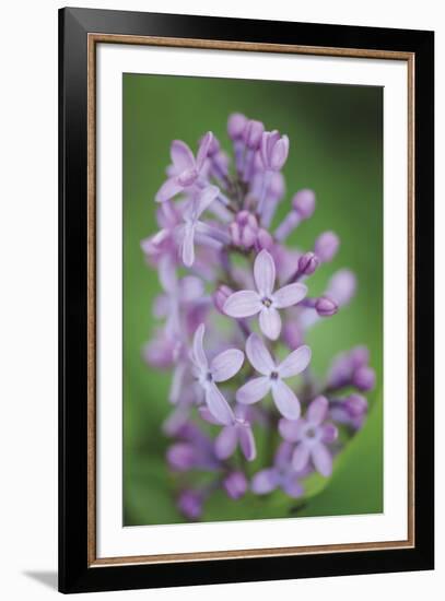 Blossom Tower-Staffan Widstrand-Framed Giclee Print