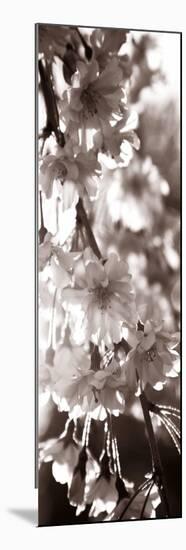 Blossom Triptych II-Renee W. Stramel-Mounted Art Print