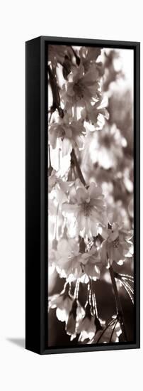 Blossom Triptych II-Renee W. Stramel-Framed Stretched Canvas