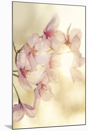 Blossom-Andreas Stridsberg-Mounted Giclee Print