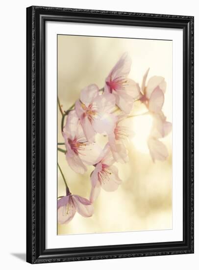 Blossom-Andreas Stridsberg-Framed Giclee Print
