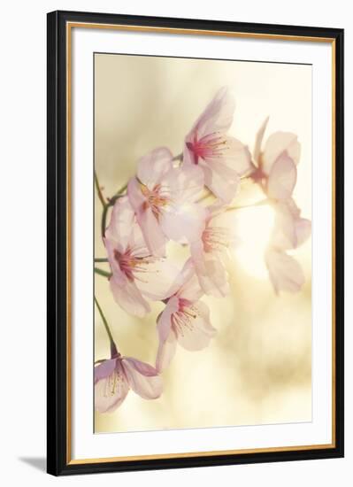 Blossom-Andreas Stridsberg-Framed Giclee Print