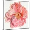 Blossomed Peony I-Jennifer Parker-Mounted Art Print