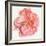 Blossomed Peony I-Jennifer Parker-Framed Art Print