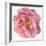 Blossomed Peony II-Jennifer Parker-Framed Art Print