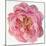 Blossomed Peony II-Jennifer Parker-Mounted Art Print