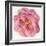 Blossomed Peony II-Jennifer Parker-Framed Art Print