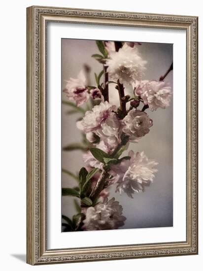 Blossoming Almond 1-Julie Greenwood-Framed Art Print