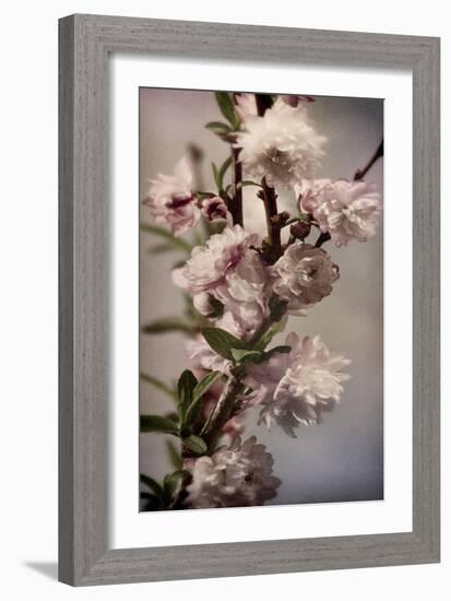 Blossoming Almond 1-Julie Greenwood-Framed Art Print