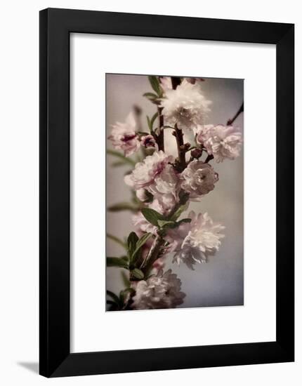 Blossoming Almond 1-Julie Greenwood-Framed Art Print