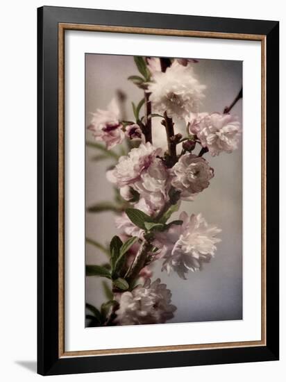 Blossoming Almond 1-Julie Greenwood-Framed Art Print