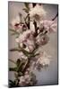 Blossoming Almond 1-Julie Greenwood-Mounted Art Print