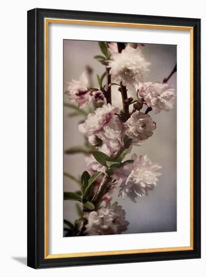 Blossoming Almond 1-Julie Greenwood-Framed Art Print