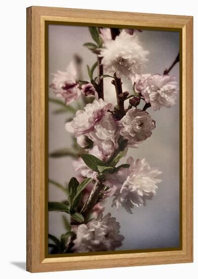 Blossoming Almond 1-Julie Greenwood-Framed Stretched Canvas