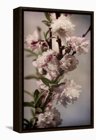 Blossoming Almond 1-Julie Greenwood-Framed Stretched Canvas