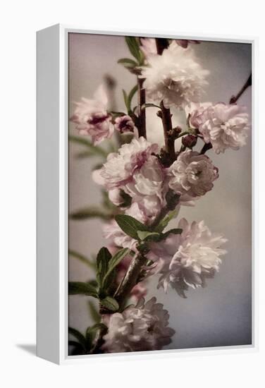 Blossoming Almond 1-Julie Greenwood-Framed Stretched Canvas