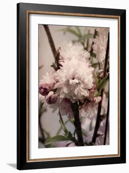 Blossoming Almond 2-Julie Greenwood-Framed Art Print