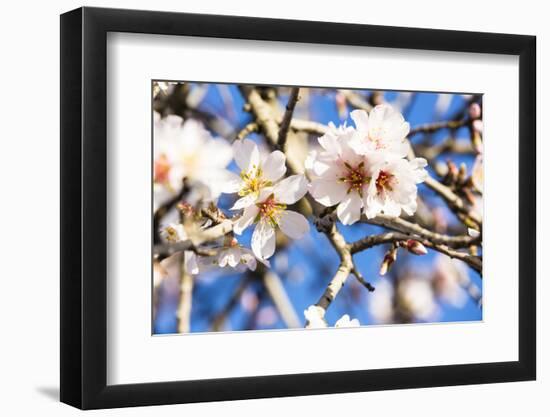 Blossoming Almond Blossoms with Blue Sky, Close-Up, Spring, Santa Maria Del Cami, Majorca-P. Kaczynski-Framed Photographic Print