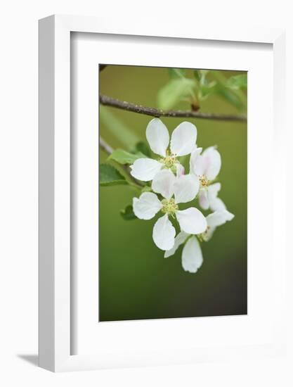 blossoming apple-tree, apple, Malus domestica, blossoms, close-up-David & Micha Sheldon-Framed Photographic Print
