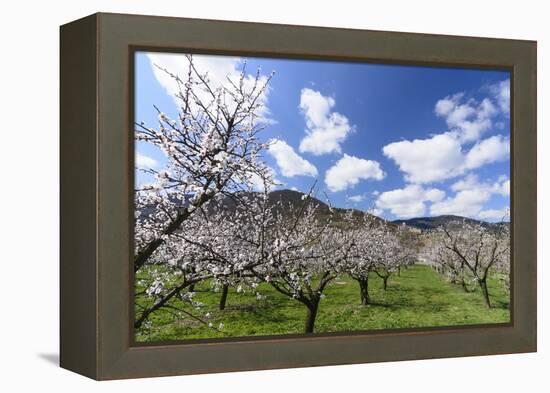 Blossoming Apricot Trees and the Castle Ruin Hinterhaus, Austria-Volker Preusser-Framed Premier Image Canvas