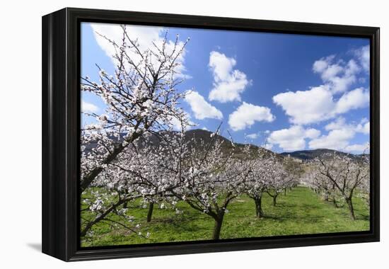 Blossoming Apricot Trees and the Castle Ruin Hinterhaus, Austria-Volker Preusser-Framed Premier Image Canvas