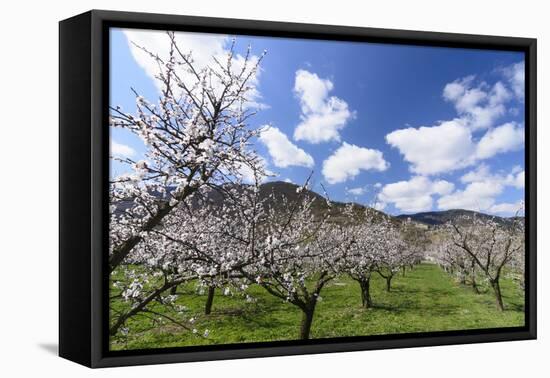 Blossoming Apricot Trees and the Castle Ruin Hinterhaus, Austria-Volker Preusser-Framed Premier Image Canvas