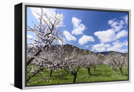 Blossoming Apricot Trees and the Castle Ruin Hinterhaus, Austria-Volker Preusser-Framed Premier Image Canvas