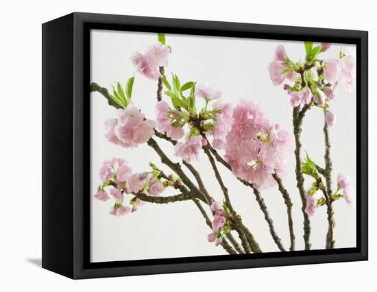 Blossoming Cherry Branches-C. Nidhoff-Lang-Framed Premier Image Canvas