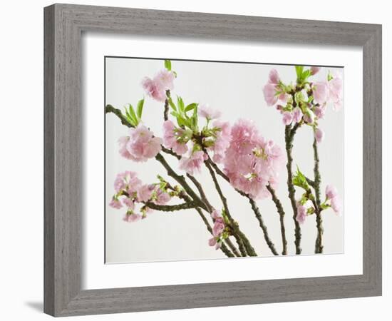 Blossoming Cherry Branches-C. Nidhoff-Lang-Framed Photographic Print