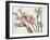 Blossoming Cherry Branches-C. Nidhoff-Lang-Framed Photographic Print