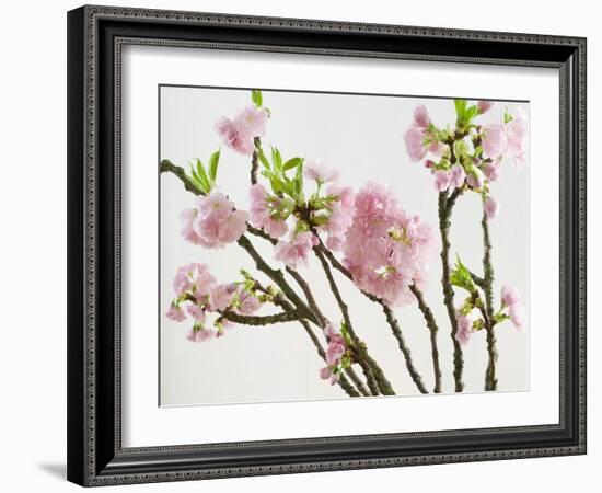 Blossoming Cherry Branches-C. Nidhoff-Lang-Framed Photographic Print