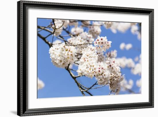 Blossoming Cherry Tree, Detail of a Blossoming Branch with Blue Sky, Fujiyoshida-P. Kaczynski-Framed Photographic Print