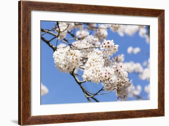 Blossoming Cherry Tree, Detail of a Blossoming Branch with Blue Sky, Fujiyoshida-P. Kaczynski-Framed Photographic Print