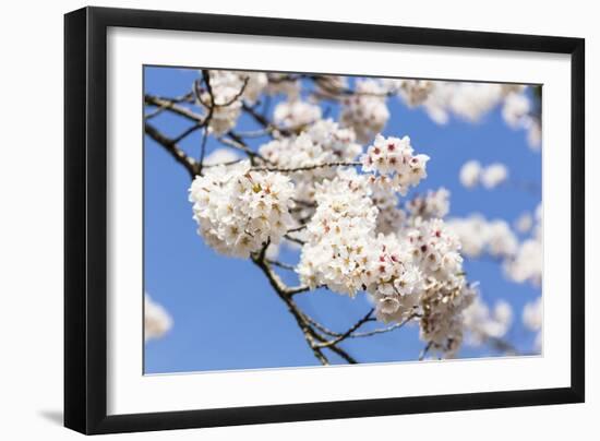 Blossoming Cherry Tree, Detail of a Blossoming Branch with Blue Sky, Fujiyoshida-P. Kaczynski-Framed Photographic Print