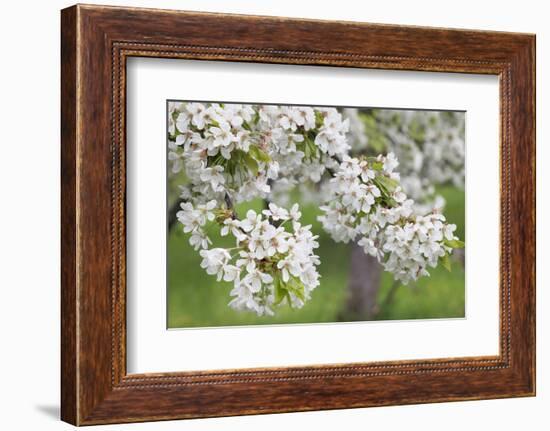 Blossoming Cherry Tree (Prunus Avium), Baden Wurttemberg, Germany, Europe-Markus Lange-Framed Photographic Print