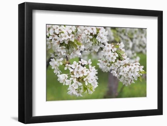 Blossoming Cherry Tree (Prunus Avium), Baden Wurttemberg, Germany, Europe-Markus Lange-Framed Photographic Print