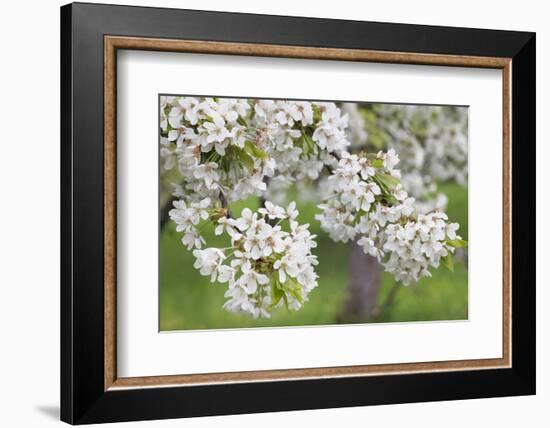 Blossoming Cherry Tree (Prunus Avium), Baden Wurttemberg, Germany, Europe-Markus Lange-Framed Photographic Print