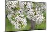 Blossoming Cherry Tree (Prunus Avium), Baden Wurttemberg, Germany, Europe-Markus Lange-Mounted Photographic Print