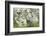 Blossoming Cherry Tree (Prunus Avium), Baden Wurttemberg, Germany, Europe-Markus Lange-Framed Photographic Print