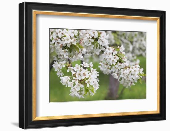 Blossoming Cherry Tree (Prunus Avium), Baden Wurttemberg, Germany, Europe-Markus Lange-Framed Photographic Print