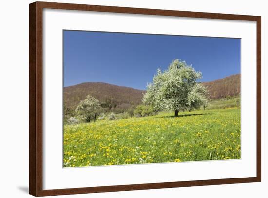 Blossoming Cherry Tree-Markus Lange-Framed Photographic Print