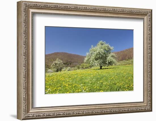 Blossoming Cherry Tree-Markus Lange-Framed Photographic Print