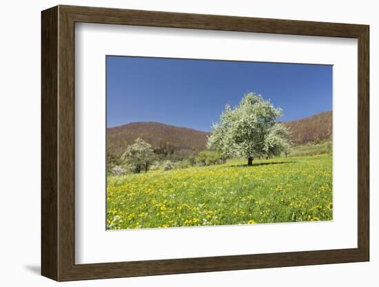 Blossoming Cherry Tree-Markus Lange-Framed Photographic Print