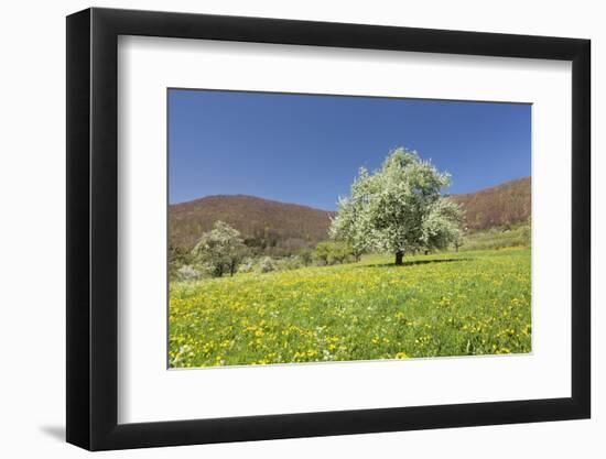 Blossoming Cherry Tree-Markus Lange-Framed Photographic Print