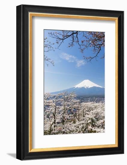 Blossoming Cherry Trees in the Hills of Fujiyoshida in Front of Snowy Mount Fuji-P. Kaczynski-Framed Photographic Print