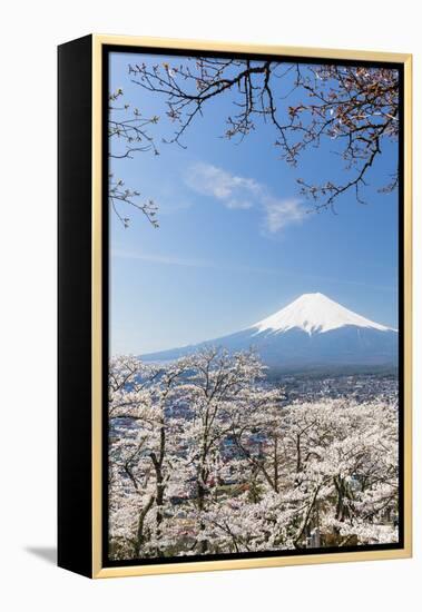 Blossoming Cherry Trees in the Hills of Fujiyoshida in Front of Snowy Mount Fuji-P. Kaczynski-Framed Premier Image Canvas