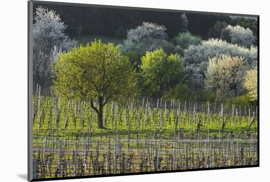 Blossoming Cherry Trees, Thermal Region, Industrial District, Austria-Rainer Mirau-Mounted Photographic Print