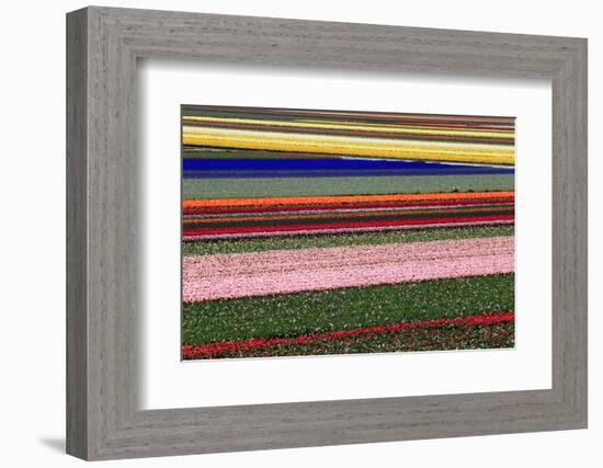 Blossoming Field of Tulips Near Alkmaar, Holland, the Netherlands, North Holland-Ronald Wittek-Framed Photographic Print